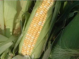 #corn-Charlann Farms