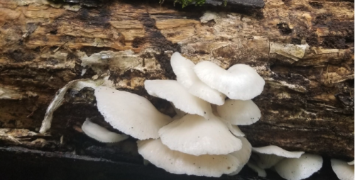 #mushroom